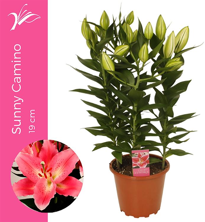 Lilia Sunny Camino