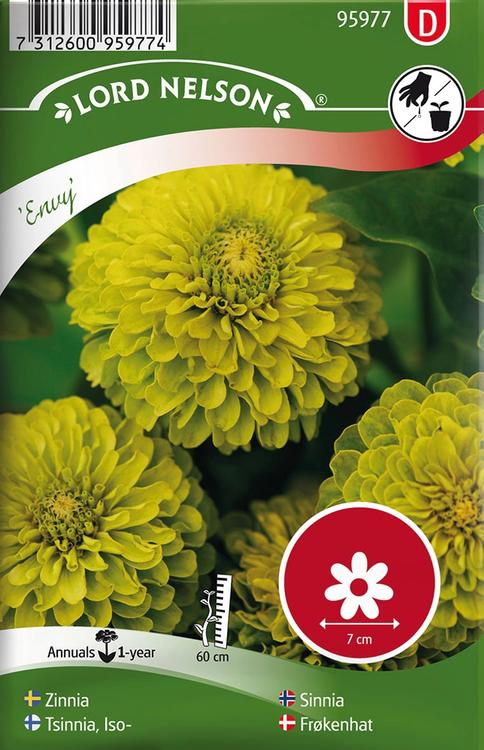 95977 zinnia envy