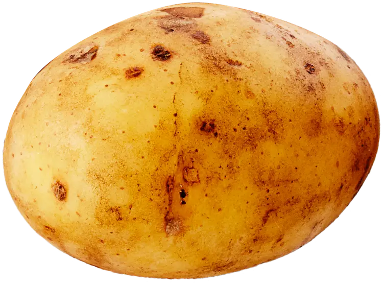 KESÄPERUNA ANNABELLE