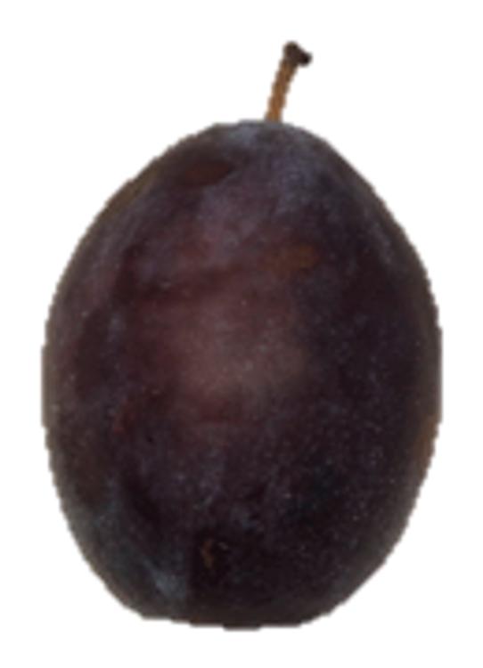 Ploom Lepotica