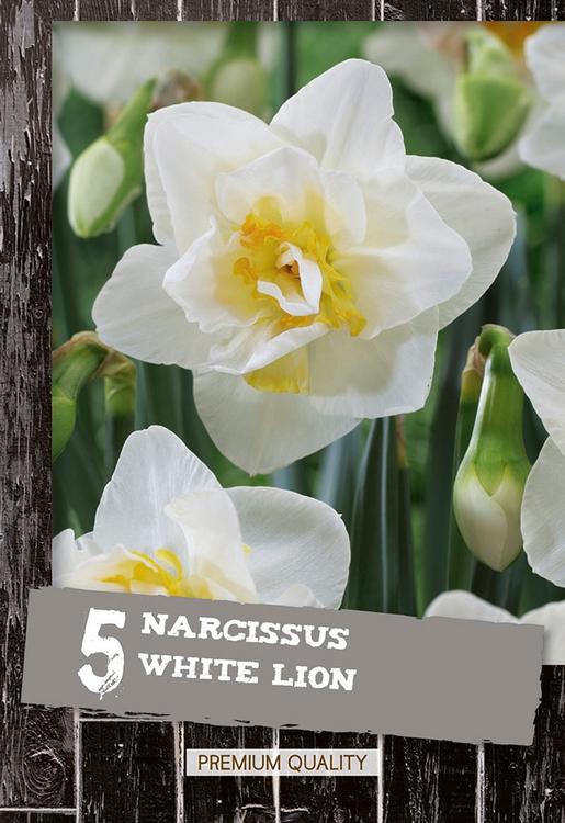 Kerrottu Narsissi White Lion 5kpl