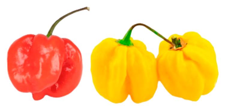 Tšilli Habanero (tugevus 10)