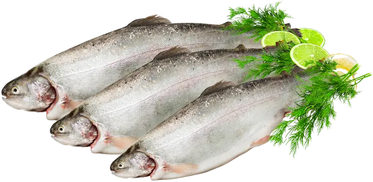 Kirjolohi Benella