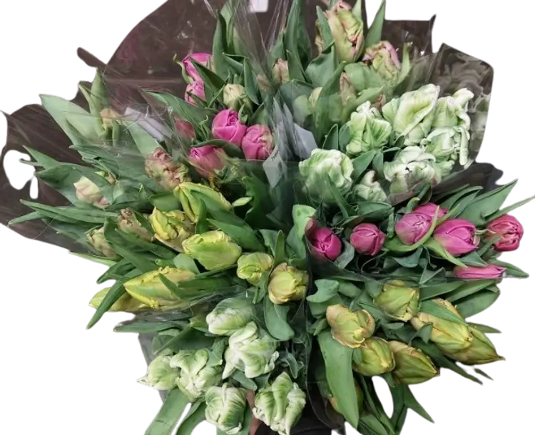Tulppaani, lajitelma, 7 oksaa, 35cm