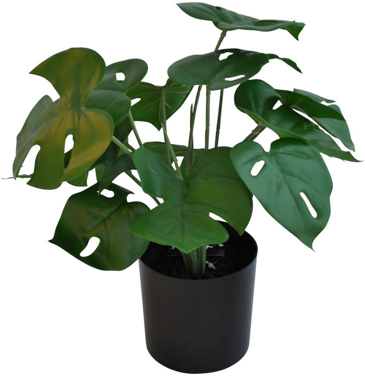 Peikonlehti muoviruukussa 30 cm vihreä