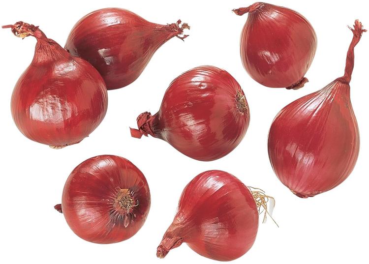 Punasipuli irto