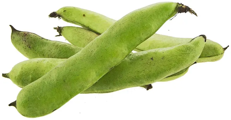 Härkäpapu