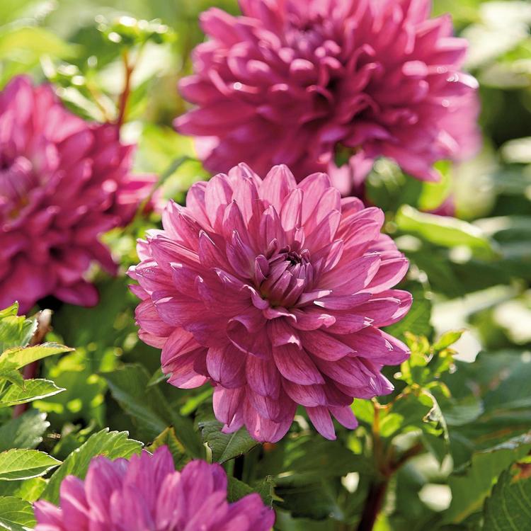 Dahlia Le Baron 1kpl