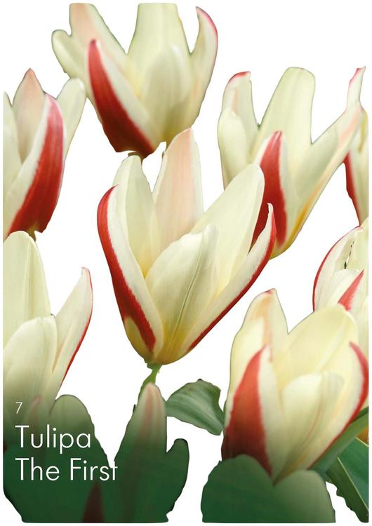 Tulppaani The First Z11-12, 7kpl