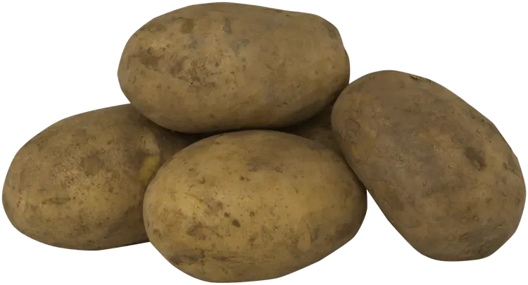 Yleisperuna harjattu