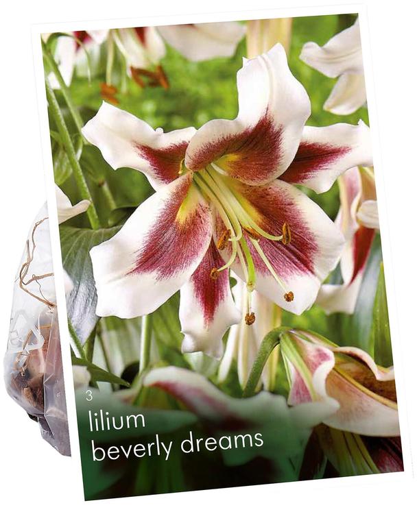 Lilium Beverly Dreams 14/16 3kpl