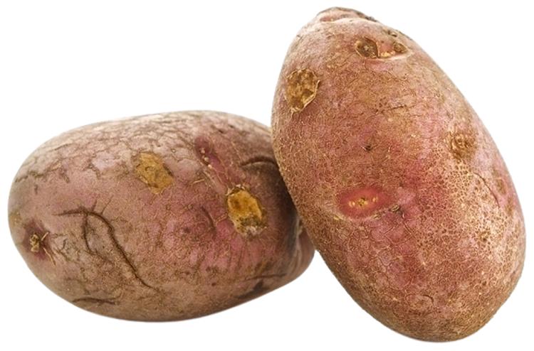 Peruna Rosamunda