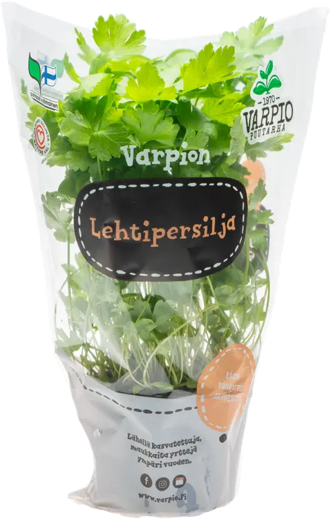 Varpio Lehtipersilja