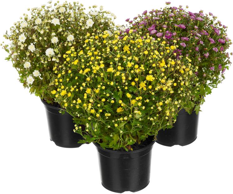 SUUR PALLKRÜSANTEEM 19CM