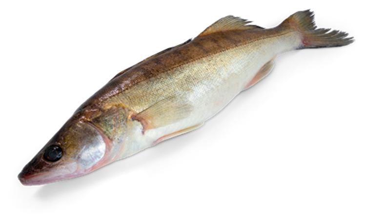 Kuha kokonainen avattu tuore ~5kg
