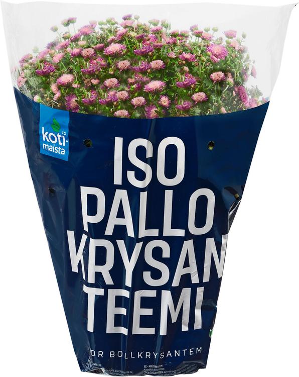 Iso pallokrysanteemi, värilajitelma, ruukku 19cm