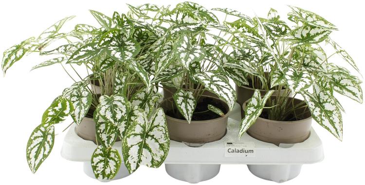Kirju Caladium