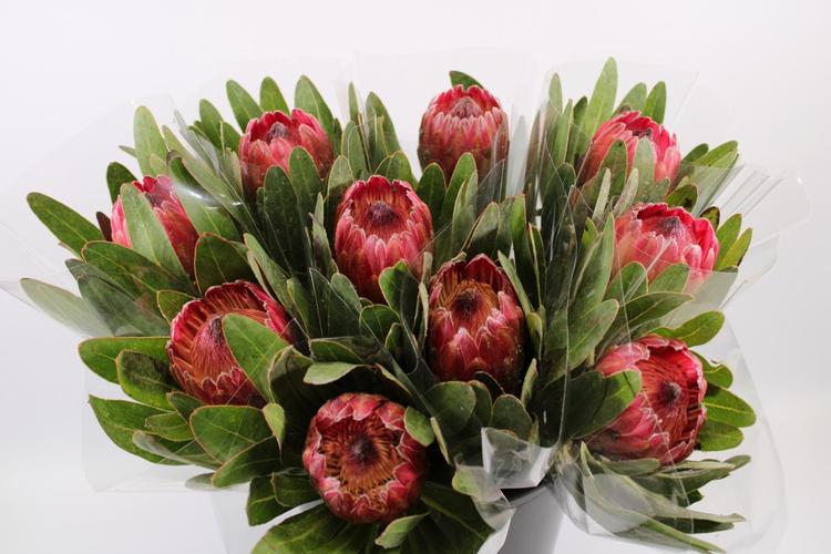 Protea, vaalenapunainen, 1 oksa, 50cm