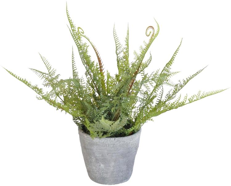 Saniainen 37 cm ruukussa