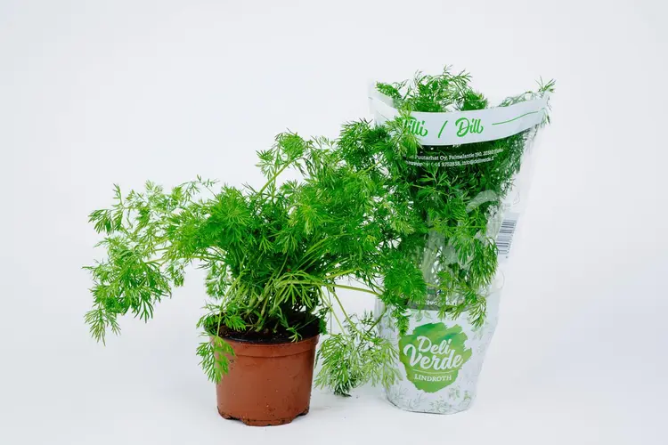 Deliverde tilli
