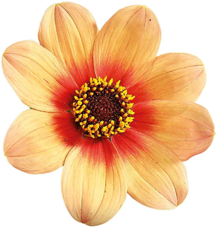 Dahlia Hs Date 1kpl