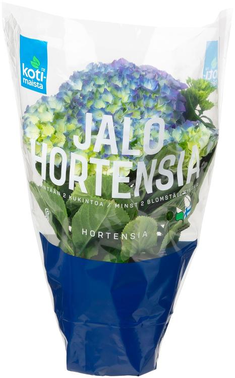 Hortensia 2-3 õit