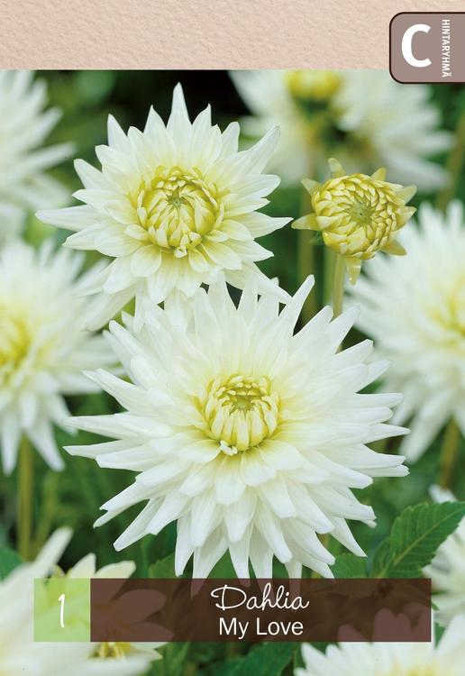 Kaktusdaalia 'My Love' 1kpl
