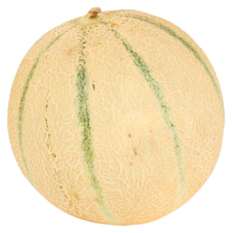 Melon Cantaloupe