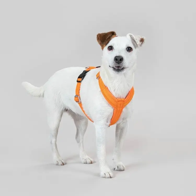 PAIKKA Easy Harness koiran valjaat orange M