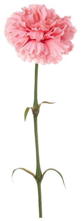 Neilikka pinkki 60cm