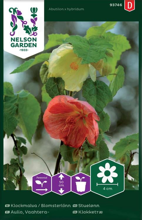 93746 abutilon hybridum