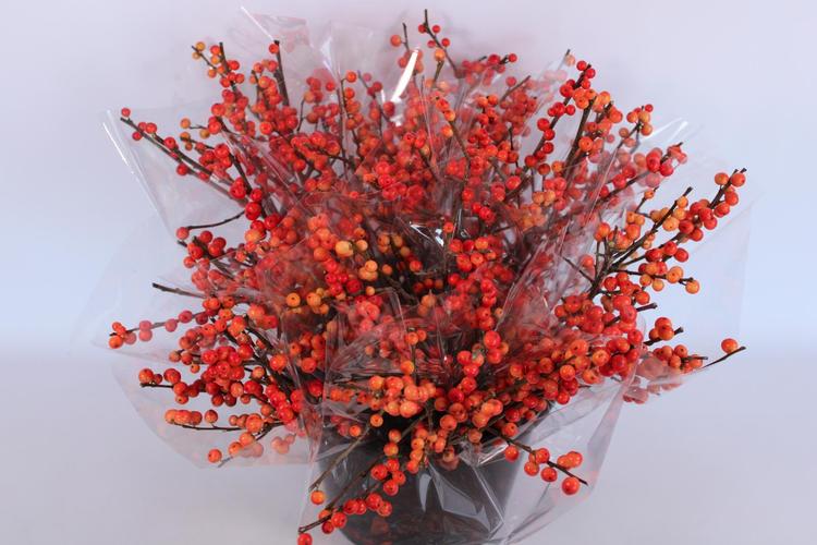 Ilex, 1 oksa, 50cm