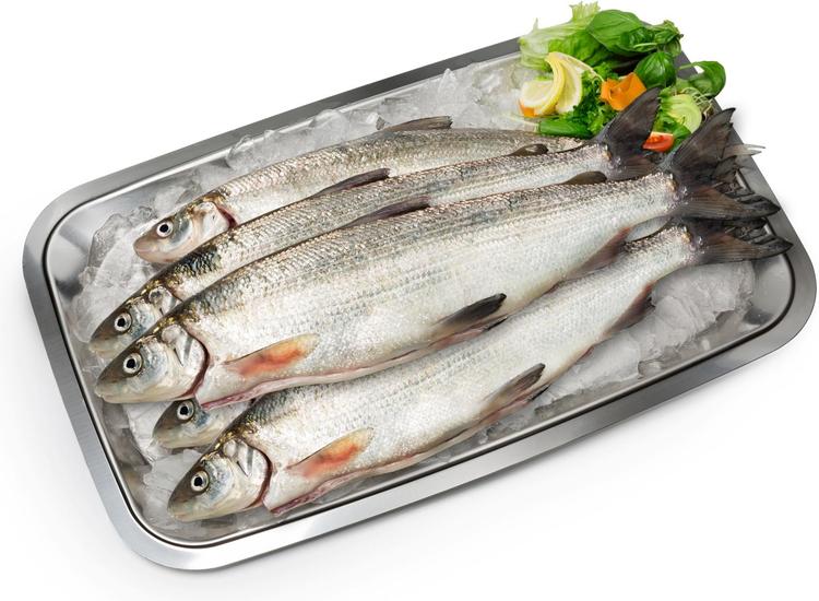 SIIKA ISO