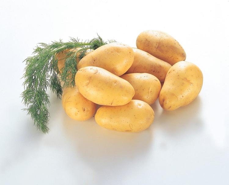 Peruna Afra