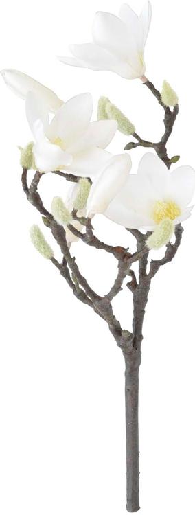 Magnolia oksa 40 cm valkoinen