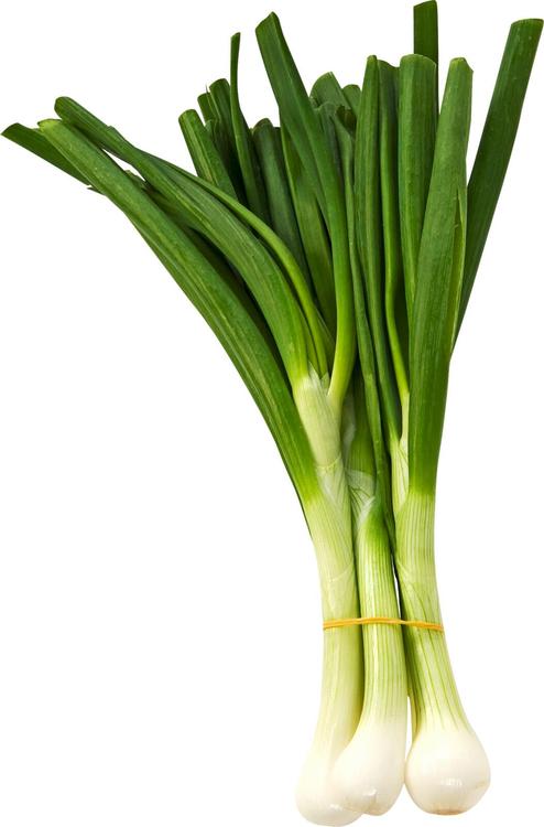 Sipulinippu