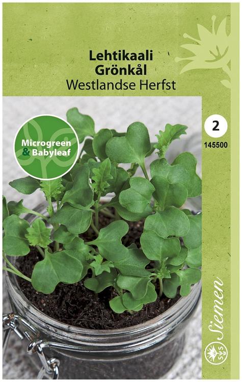 Siemen microgreen&babyleaf lehtikaali 'Westlandse Herfst'