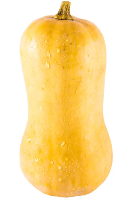 Myskikurpitsa