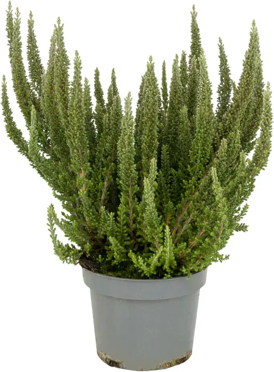 Kanerva Calluna vulgaris Skyline rk 12 cm, erilaisia