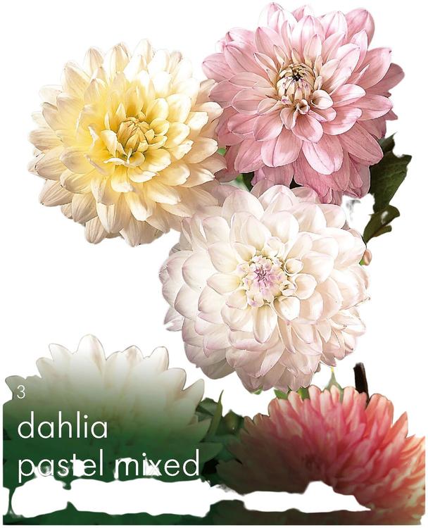 Dahlia Pastellisekoite 3kpl