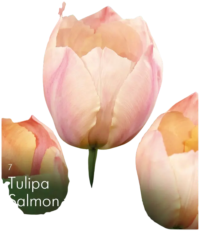 Tulppaani Salmon van Eijk Z11-12, 7kpl