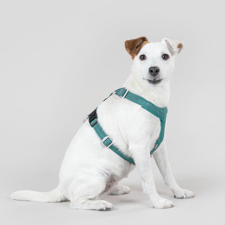 PAIKKA Easy Harness koiran valjaat emerald XS