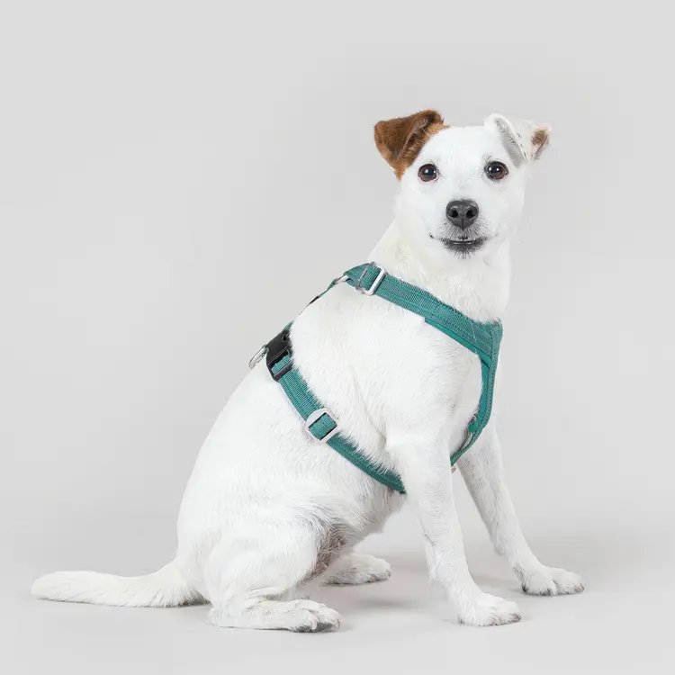 PAIKKA Easy Harness koiran valjaat emerald XS