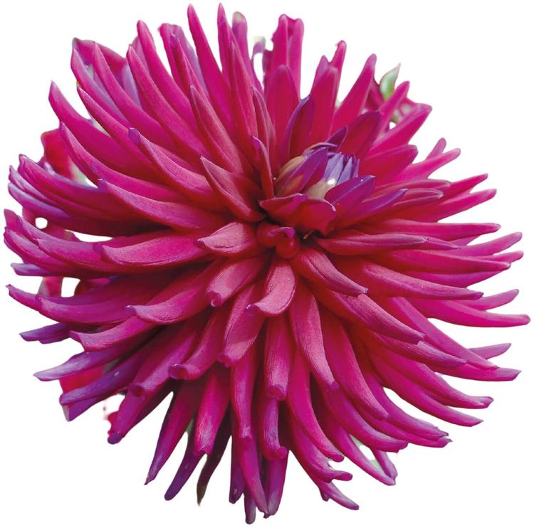 Dahlia Ambition 1kpl