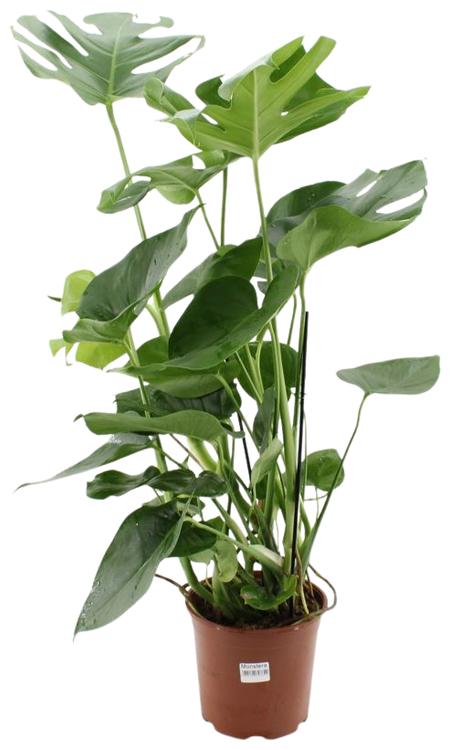 Monstera