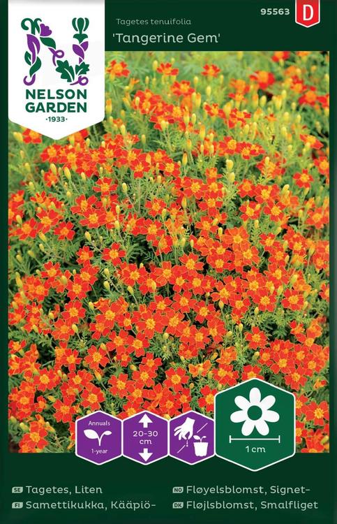 95563 tagetes tangerine gem