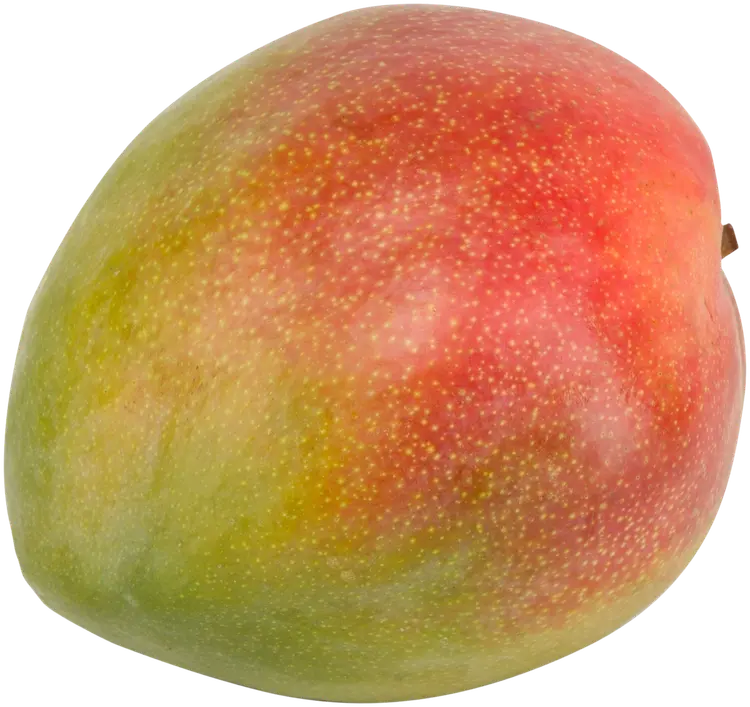 Mango kpl Keitt/Kent