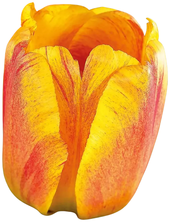 Tulpp. Beauty of Apeldoorn Z11-12, 7kpl