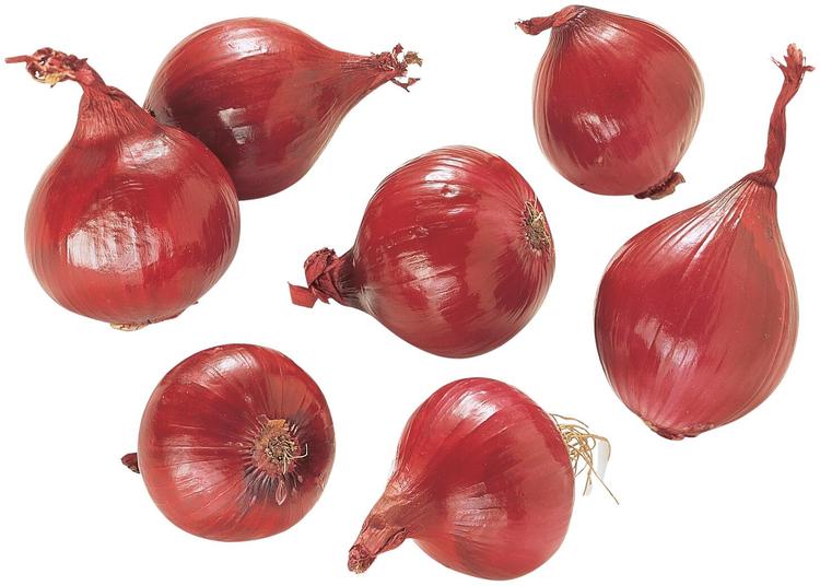 Punasipuli irto