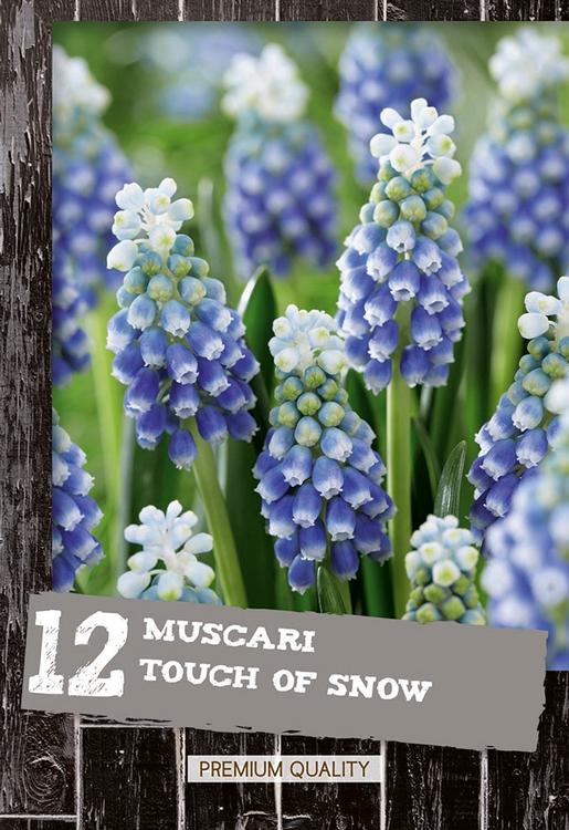 Helmililja Touch Of Snow 12kpl